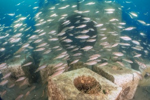 RWE and ARC Marine progress nature inclusive scour protection project (credit: ARC marine)