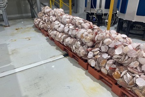 RWE and TORC demonstrate feasibility of oyster reef restoration at North Sea wind farms